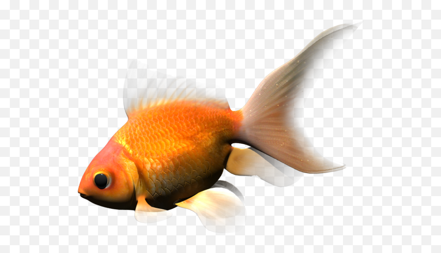 Gold Fish 3d Model - Cgstudio Goldfish Png,Gold Fish Png