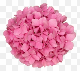 Pink Common - Pink Hydrangea Macrophylla Transparent Png,Hydrangea Png