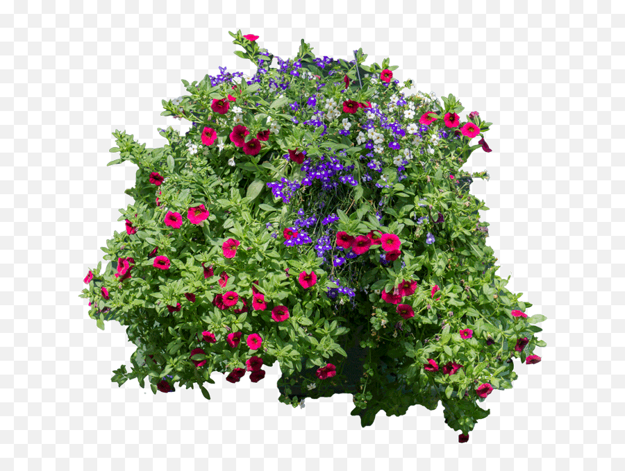 Download Flowers And Bushes - Hanging Flowers Png Flower Arbusto Con Flores Png,Flower Bush Png
