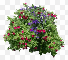 Download Flowers And Bushes - hanging Flowers Png Arbusto Con Flores