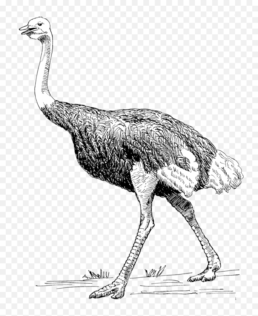 Ostrich 2 - Ostrich Png,Ostrich Png