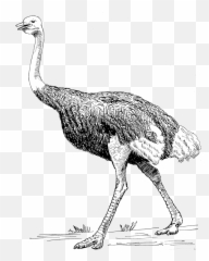 Ostrich 2 - Ostrich Png,Ostrich Png