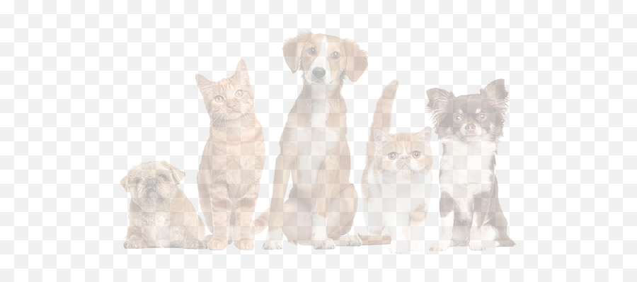 Chameleon Beds - Dog And Cat Banner Png,Pets Png