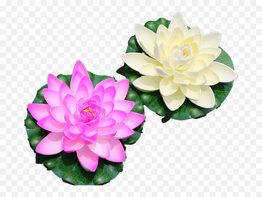 Water Lily Nelumbo Nucifera Artificial - Lotus Flower Png Top View,Water Lily Png
