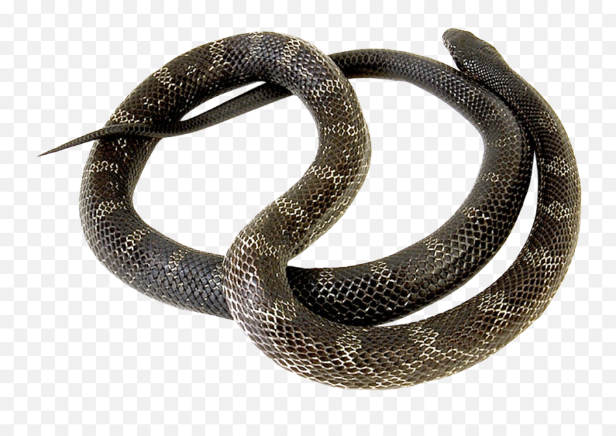 Snake Png Transparent Image - Pngpix Snake,Snake Png Transparent