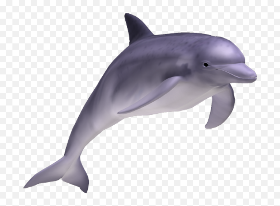 Download Spinner Dolphin Clipart Transparent Background - Reales De Animales Del Mar Png,Dolphin Transparent Background