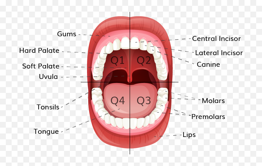 Q Can You Teach Me The Parts Of Mouth Dental Image - Viral Tonsil Infection Png,Open Mouth Png