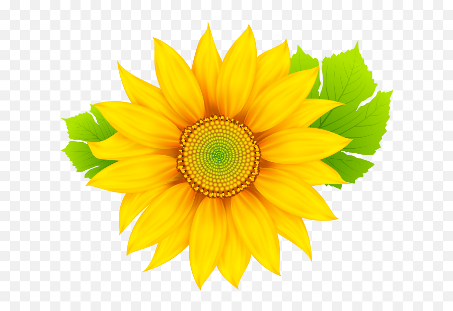 Sun Flower Clipart Png Image Free - Sun Flower With A Transparent ...