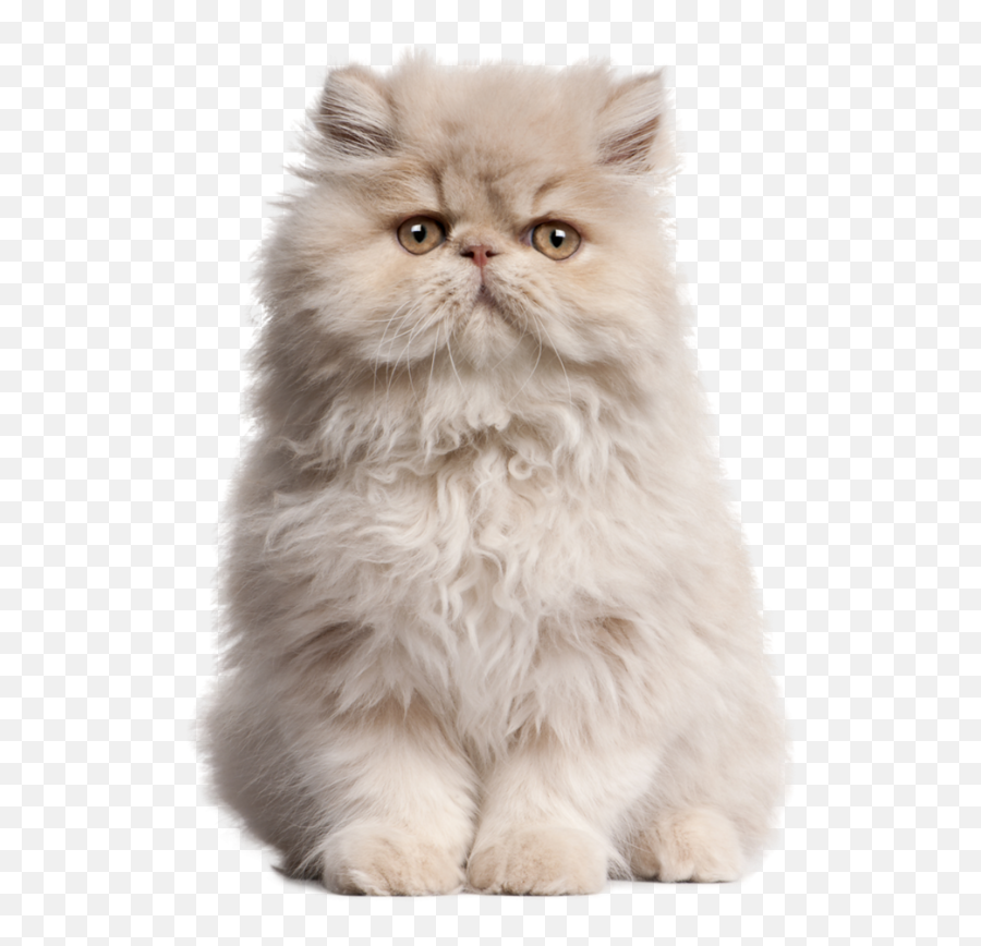 Clipcookdiarynet - Persian Cat Clipart Transparent Fluffy Cat Flat Face Png,Cat Clipart Transparent