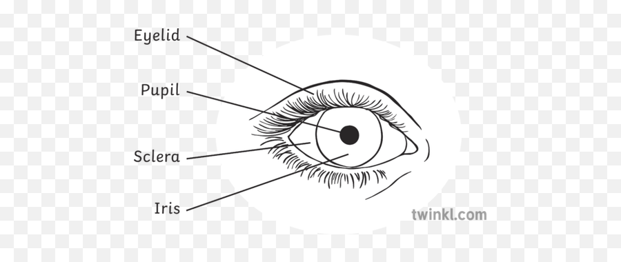 Diagram Of The Eye Front View Black And White Illustration - Eye Front View Diagram Png,White Eye Png