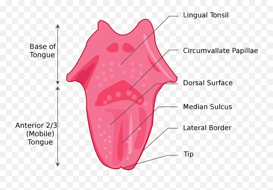 Tongue - Wikipedia Parts Of The Tongue For Kids Png,Tongue Transparent