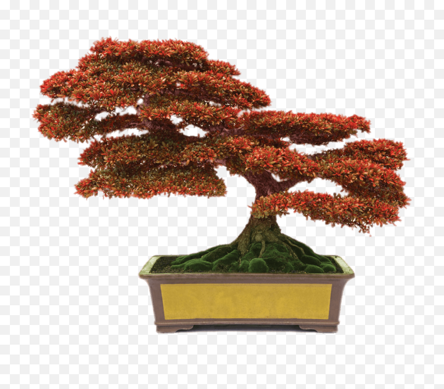 Minecraft Bonsai Transparent Png - Stickpng Bonsai Atlanta,Minecraft Tree Png