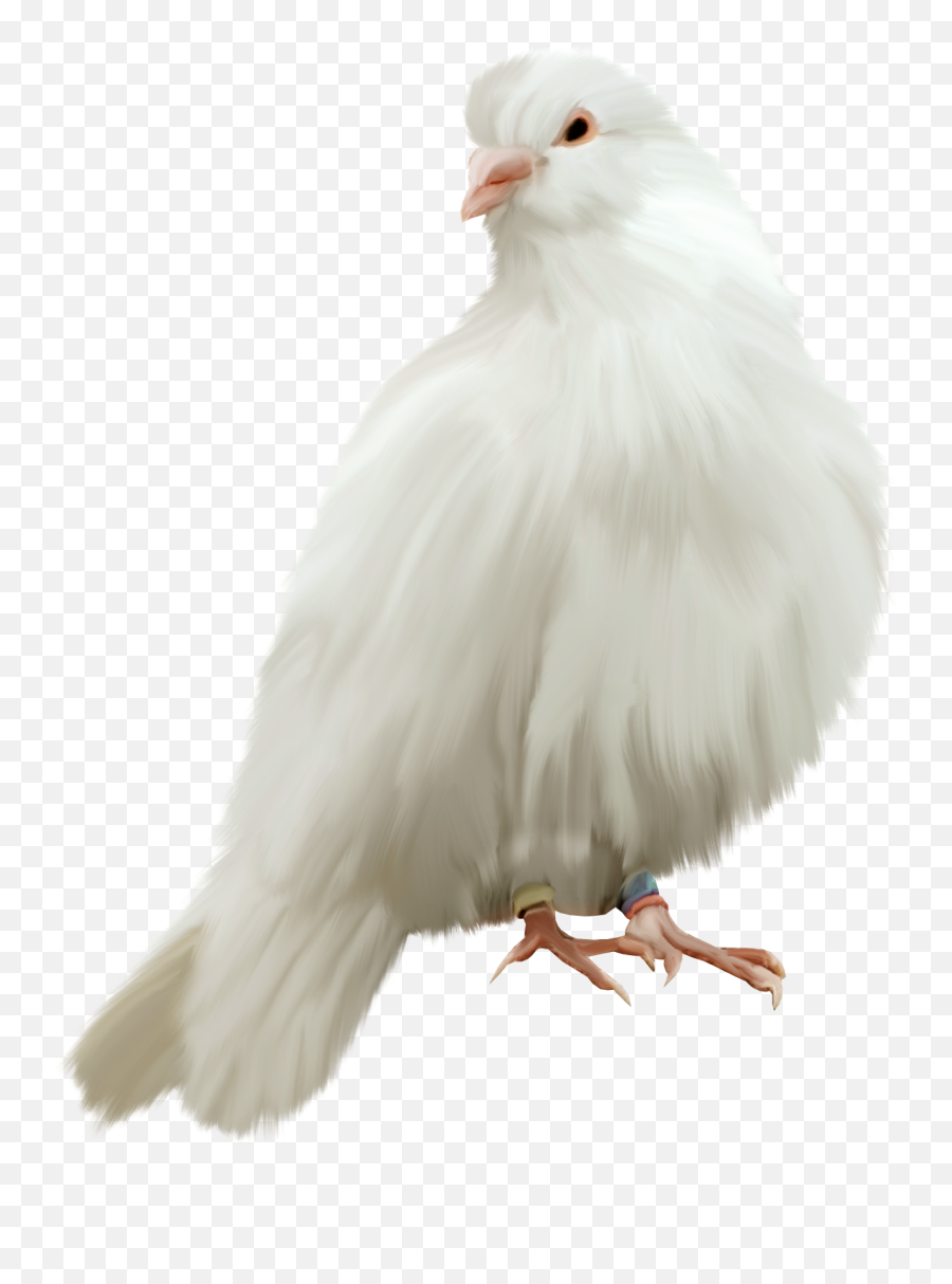Pigeon Png Images Free Pictures Download - White Pigeon Png Hd,Bard Png
