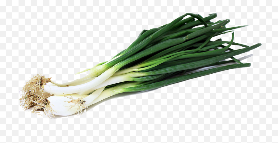 Green Onion Png Image - Green Onion Png,Onion Png