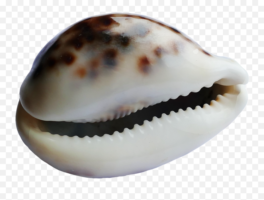 Sea Shell Png Transparent Image - Portable Network Graphics,Sea Shell Png