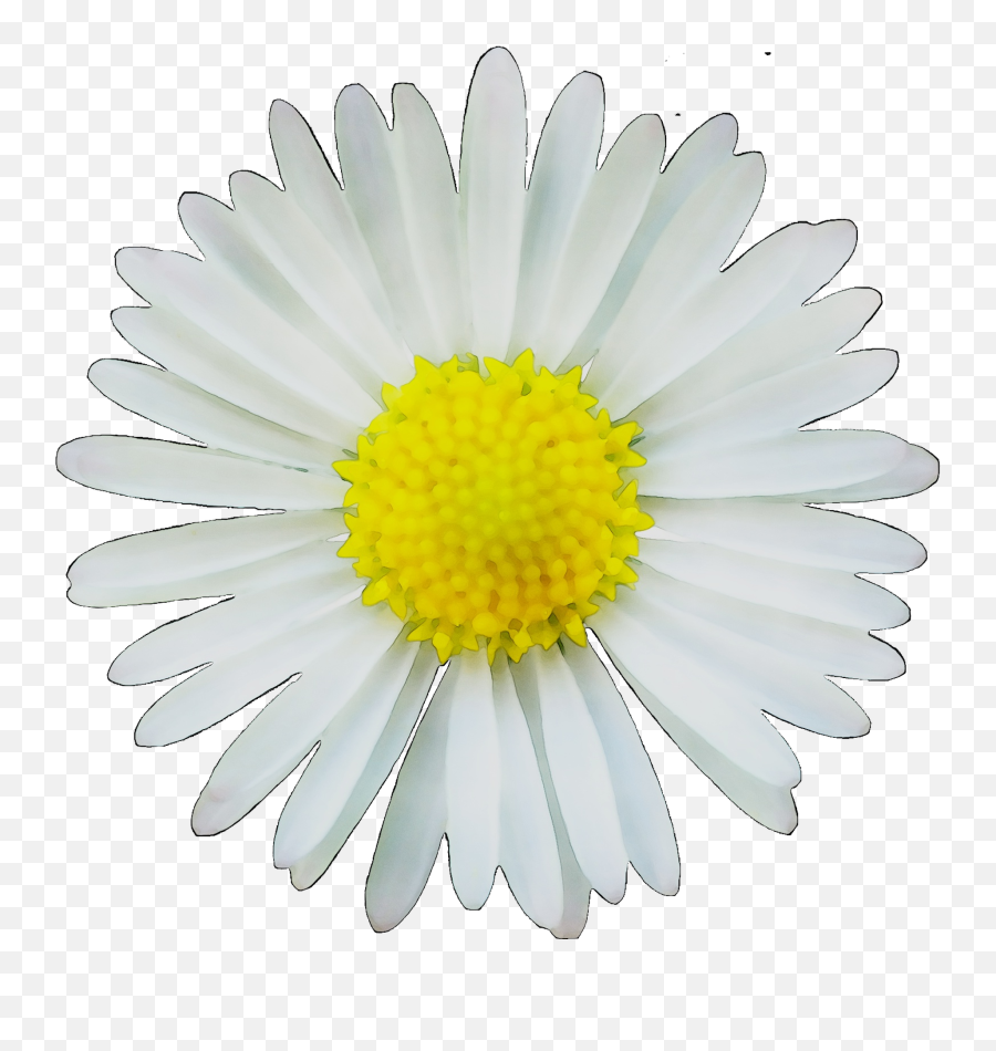 Clip Art Image Common Daisy Drawing - Clip Art Png,Transparent Daisy