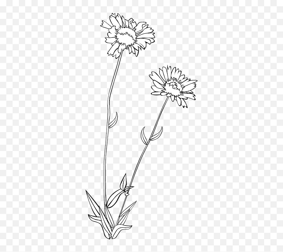 Wildflower Flower Plant - Wild Flowers Clipart Black And White Png,Wildflower Png