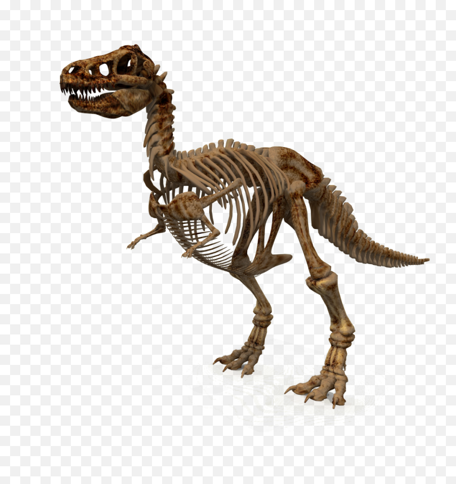 Bone Png Transparent Images Free Download Clip Art - T Rex Dinosaur Skeleton,Bone Png