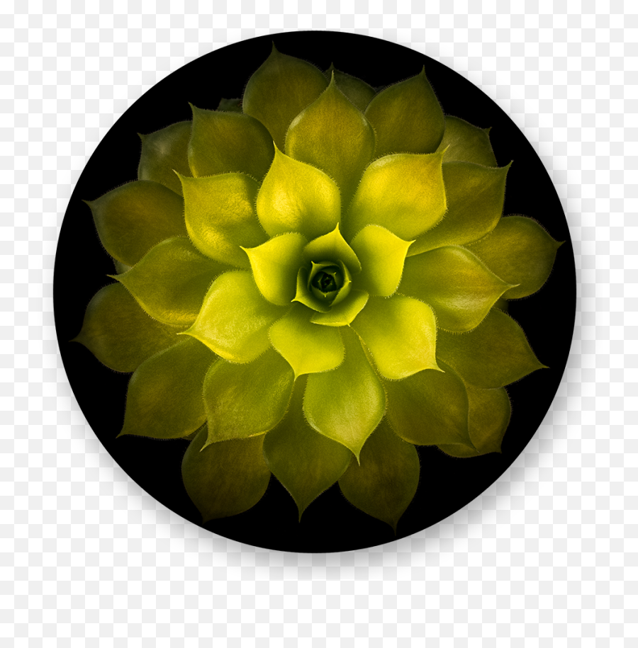Denis Frolov - Sempervivum Gold Nugget Artificial Flower Png,Gold Nugget Png
