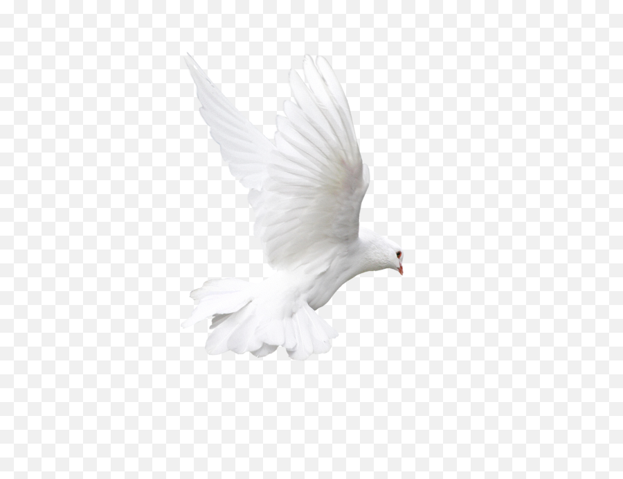 Download Hd White Flying Pigeon Png - Flying White Pigeon Png,Pigeon Png