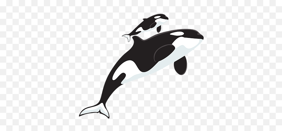 Donations Helpthewhales - Clip Art Png,Orca Png