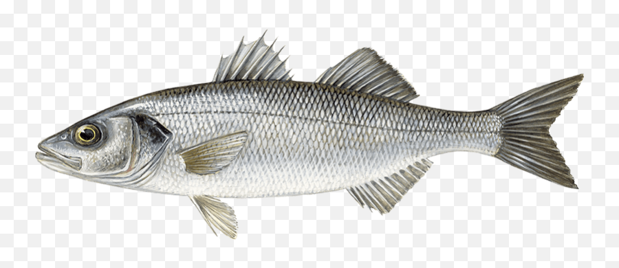Species U2022 Youngu0027s Seafood - Sea Bass Png,Bass Fish Png