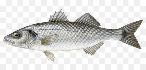 Species U2022 Youngu0027s Seafood - Sea Bass Png,Bass Fish Png