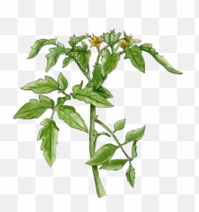 Flowering Tomato Plant Helen Krayenhoff - Tomato Plant Transparent Png