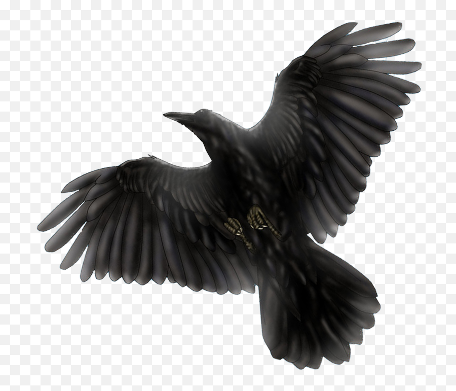 Common Raven Png Transparent Image Mart - Transparent Black Bird Png,Crow Transparent