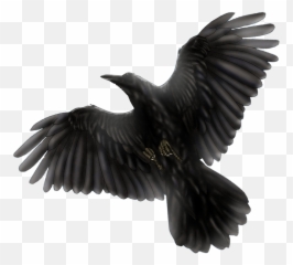Common Raven Png Transparent Image Mart - Transparent Black Bird Png,Crow Transparent
