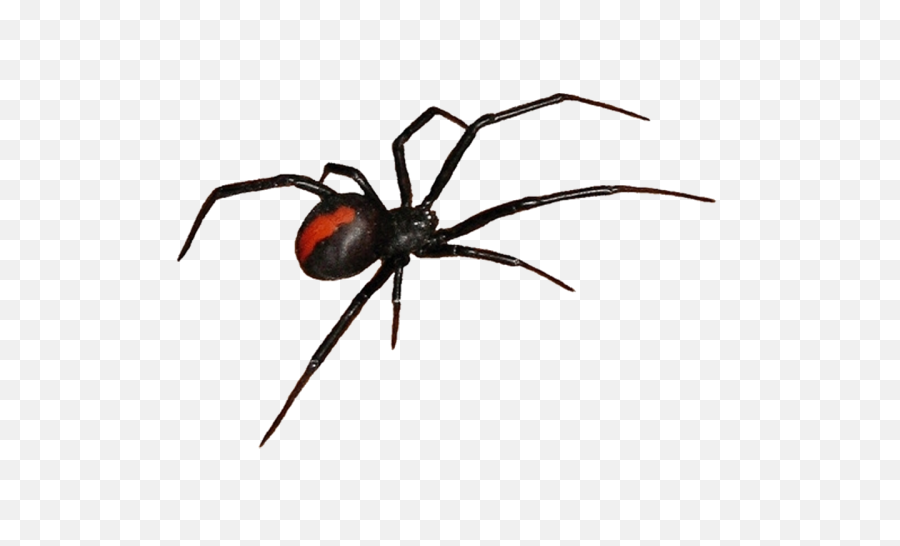 Get Rid Of Cobwebs During Cleaning - Black Widow Spider Clipart Png,Cobwebs Png