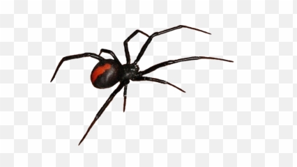 Get Rid Of Cobwebs During Cleaning - Black Widow Spider Clipart png