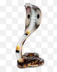 King Cobra Png Hd Quality - Transparent