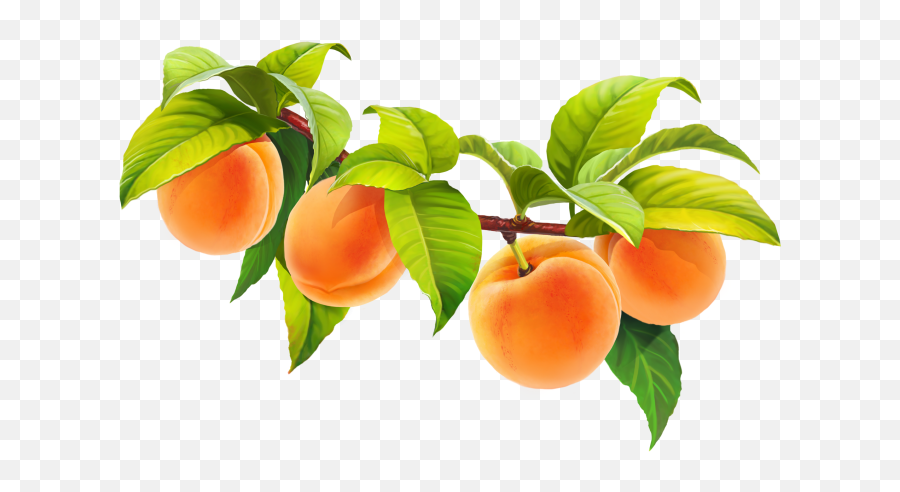 Hd Peach Fruit Png Image Free Download - Tangerine,Fruit Tree Png