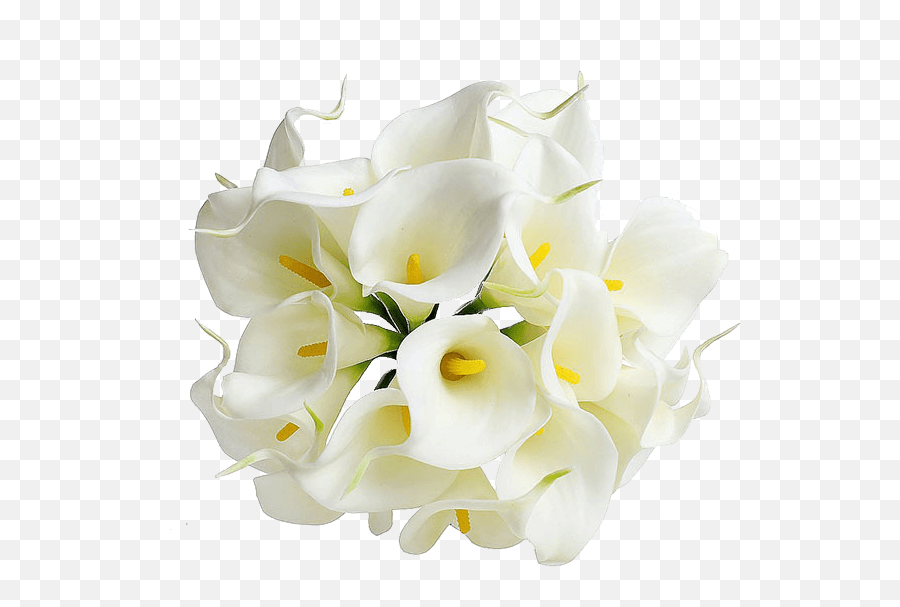 About Us - Calla Lily Flowers Png,Lilly Png