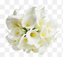 About Us - Calla Lily Flowers Png,Lilly Png