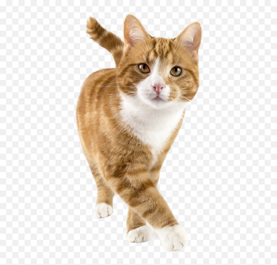 Happy Cat Png - Cat Tracker,Orange Cat Png