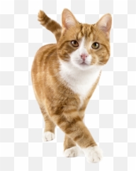 Happy Cat Png - Cat Tracker,Orange Cat Png