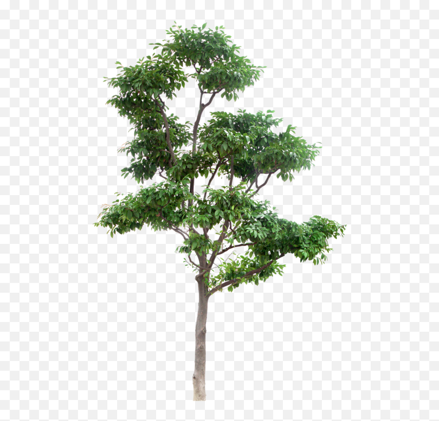 photoshop trees download