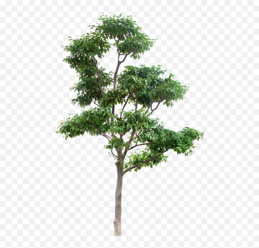 tree photoshop free download