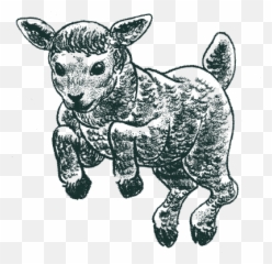 Location Black Lamb Png