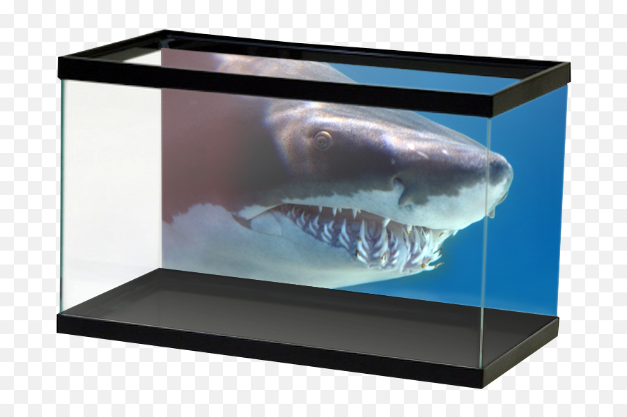 Shark Background Aquarium - Aquarium Backgrounds Football Png,Shark Transparent Background