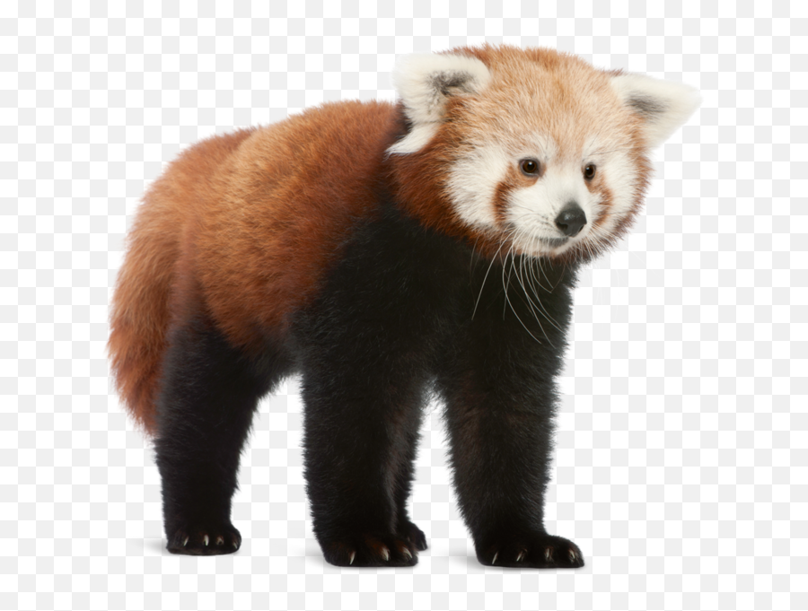 Red Panda - Red Panda Png,Red Panda Transparent