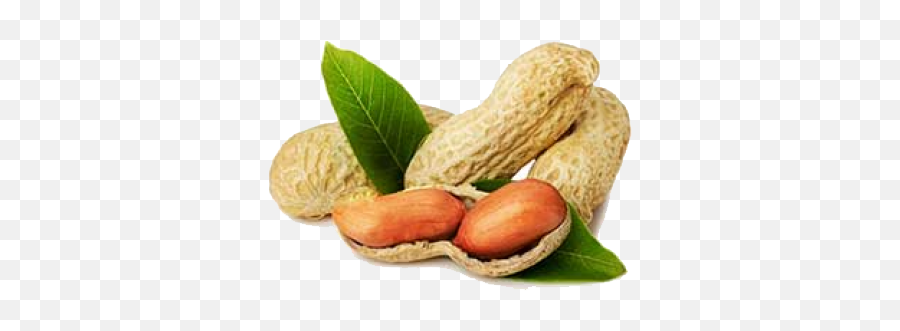 Ground Nut Exporters In India Suppliers And - Groundnut Png,Peanut Png