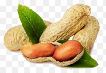 Ground Nut Exporters In India Suppliers And - Groundnut Png,Peanut Png