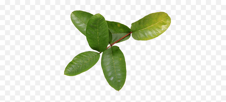 Guava Leaf Saskatchewan Snake Decor Reptiles Nature - Guava Leaves Png,Guava Png