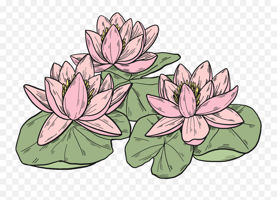Pink Water Lilies Clipart - Sacred Lotus Png,Water Lily Png