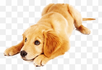 Dog School - Golden Retriever Png,Puppy Png