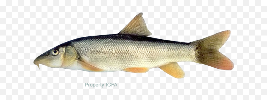 Barbel - Coastal Cutthroat Trout 720x310 Png Clipart Golden Redhorse,Trout Png