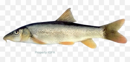 Barbel - Coastal Cutthroat Trout 720x310 Png Clipart Golden Redhorse,Trout Png